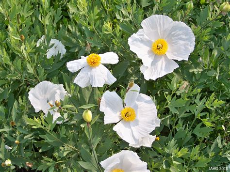Romneya Coulteri Matilija Poppy — Native Revival Nursery