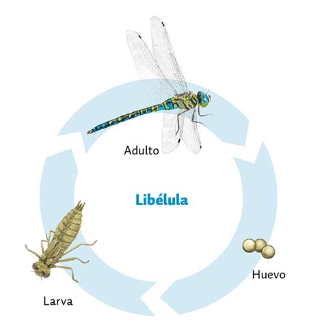 Larvas De Insectos Acuáticos