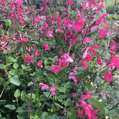 Buy Hot Lips Sage Salvia Microphylla Pink Lips 2ltr Pot Online