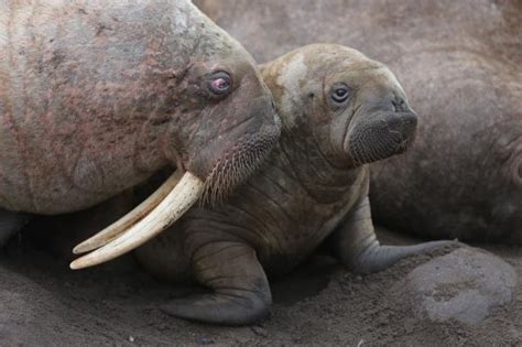 Морж - описание животного, где живут и чем питаются