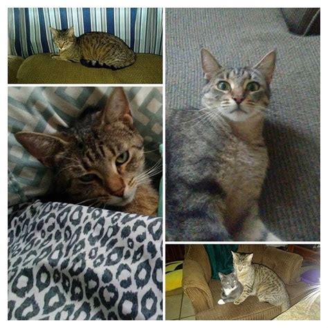 amazoncom robert michael gallant books biography latest update