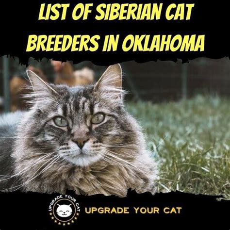 Siberian Cat Breeders In Oklahoma Kittens And Cats For Sale