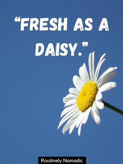 Daisy Quotes And Captions To Brighten Your Day Routinely Shares