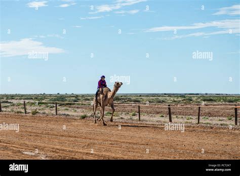 Camel races, Marree, Outback Australia Stock Photo - Alamy