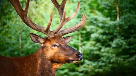 710+ Deer Head Profile Pics Stock Photos, Pictures & Royalty-Free Images - iStock