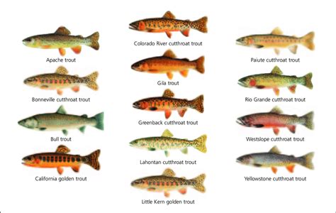 The Species And Subspecies Of The Western United States Inland