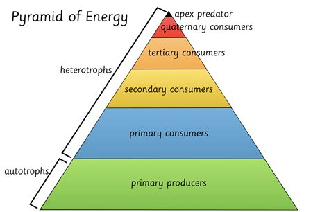 Pyramid Of Energy Montessori