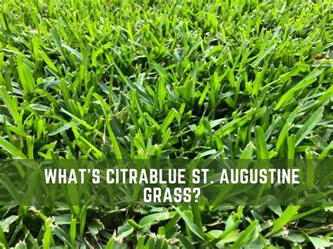 How To Treat St Augustine Grass Fungus Identify Brown Patch Lawn Model