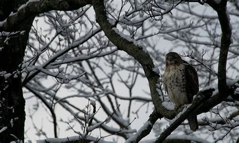 Over And Under The Snow Teatown