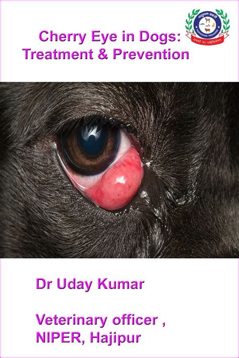 Is Dog Cherry Eye Contagious