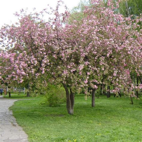 Саженцы Яблони декоративной в Барнауле и Алтайском крае | Купить Яблоню ...