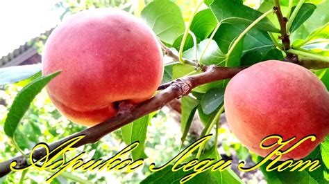 Абрикос Леди Кот, вкуснейший сорт....Астрахань 2022г. - YouTube