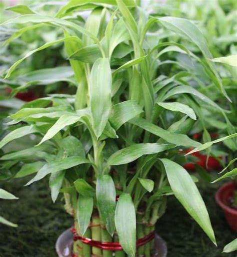 Lucky bamboo - Sri Krishna Nursery