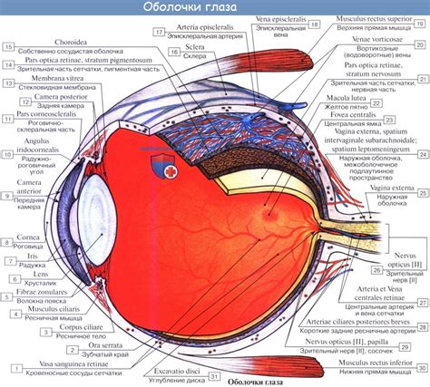 Функции и строение склеры