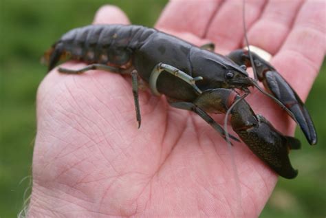 Invasive Species And Diseases Threat To Native Crayfish