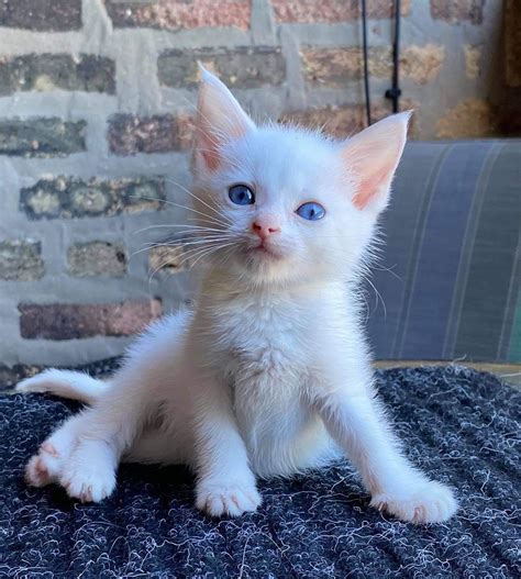 Images Of White Kittens