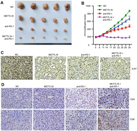 M A Methyltransferase Mettl Mediates Immune Evasion Of Colorectal