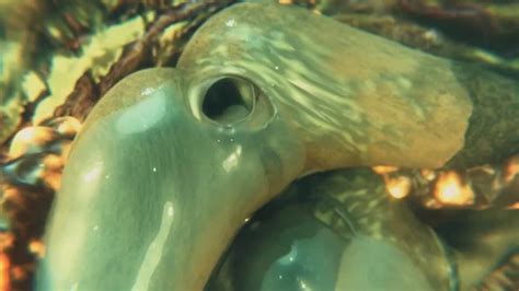 Qoc Gifdoozer Intense Anal Sex Delicious Hot Big Ass Swallowing Huge Tasty Cock Dripping With