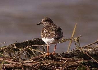 Birds of the Wadden Sea