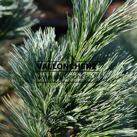PINUS flexilis 'Vanderwolf's Pyramid'