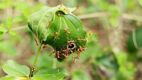 weaver ant alchetron   social encyclopedia