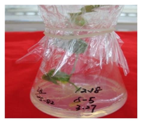 Agrobacterium Mediated Soybean Transformation Using The Cotyledonary