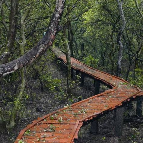 Coringa Wildlife Sanctuary Kakinada Connecting Traveller