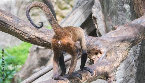 Rear View Of A Male Spider Monkey Hairy Ass And Big Testicle Balls Stock Photo Adobe Stock
