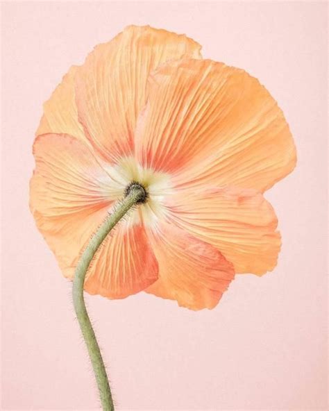 Paul Coghlin Orange Icelandic Poppy I In Poppy Flower Art