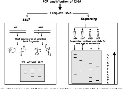 Figure 1 From Is There A Role For Pcr Sscp Among The Methods For