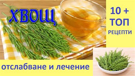 Полски хвощ. Ползи от чай, компреси. Лечебни свойства, противопоказания ...