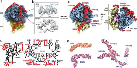 80s Ribosome Structure