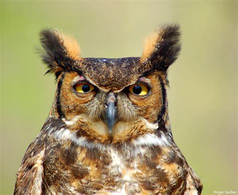 Great Horned Owl Don't Give A Hoot About Sports? The Superb Owl Might