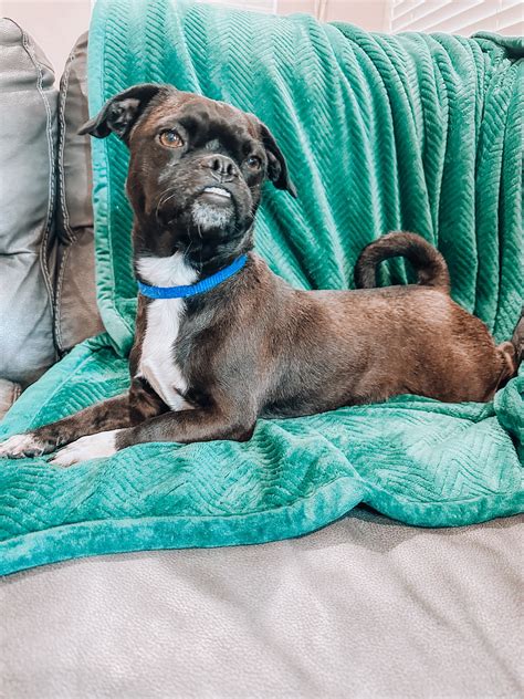 WEST VALLEY ANIMAL RESCUE
