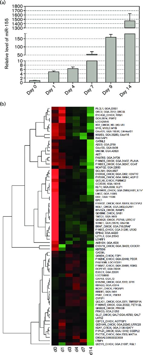 Upregulation Of Mir During V Rel Transformation Is Associated With