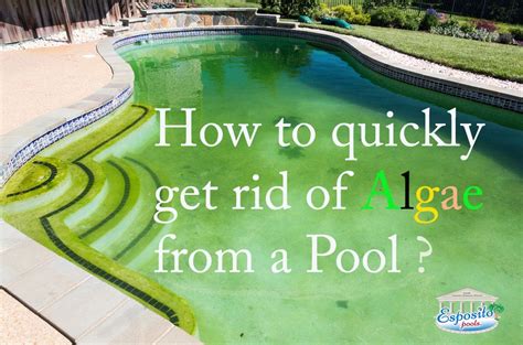 How To Treat And Remove Pool Algae A Guide