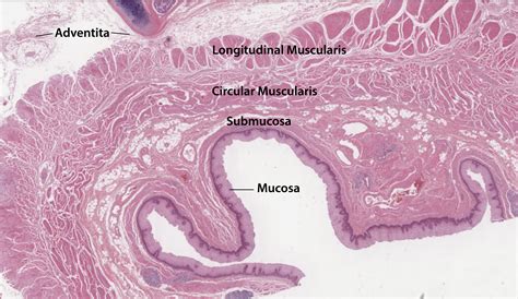 Esophagus Histology Esophagus Tissue Slides (Adult Normal) Paraffin