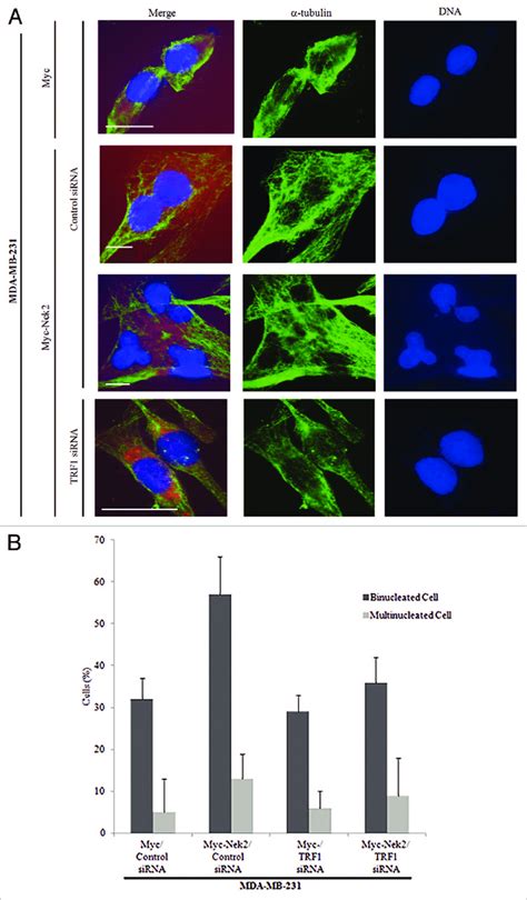 A And B Frequency Of Multinucleation In Nek2 Overexpressing Cells A