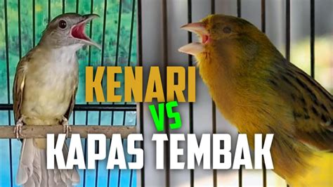 Kenari Gacor Vs Kapas Tembak Gacor Buka Ekor Masteran Paling Dicari