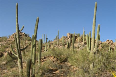 Saguaro National Park is the Ultimate Destination for Cactus Lovers