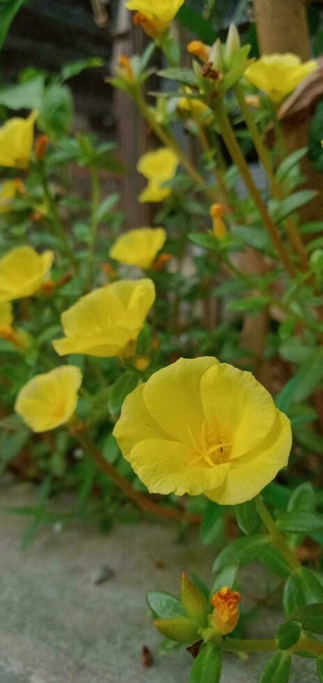 Nature Photography Yellow Portulaca Flowers 24791548 Stock Photo At