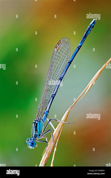 A Little Blue Coenagrionidae Dragonfly Stock Photo Alamy