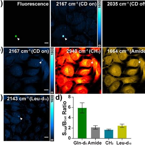 Live Cell SRS Imaging Of MHtt 97Q GFP Aggregates With Gln D 5 Labeling