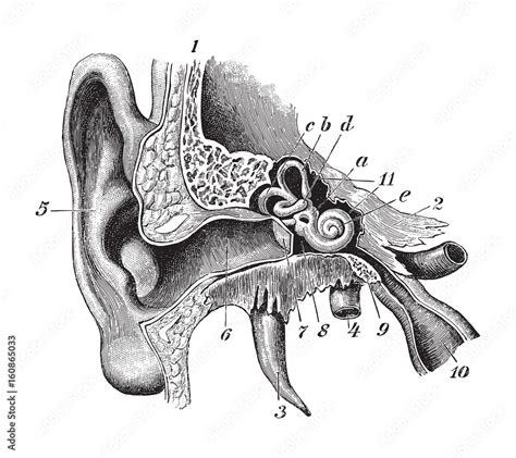 Human Ear Anatomy Vintage Illustration Stock Vector Adobe Stock