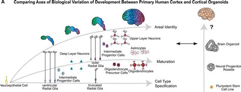 Modeling The Evolution Of Human Brain Development Using Organoids Cell ...