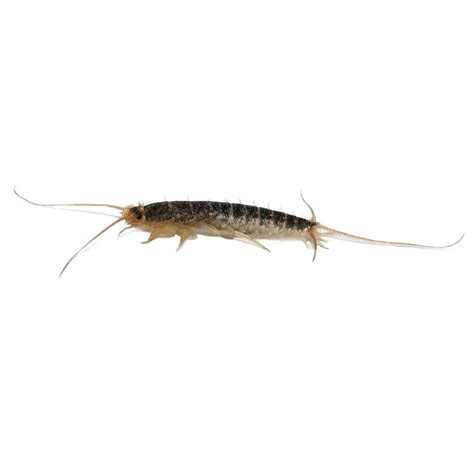 Silverfish Pest Guide Ledfords Pest Control