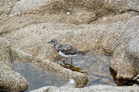 Bird In A Puddle Free Stock Photo Public Domain Pictures