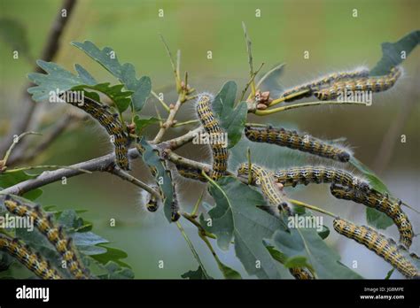 Mass Of Caterpillars Hi Res Stock Photography And Images Alamy