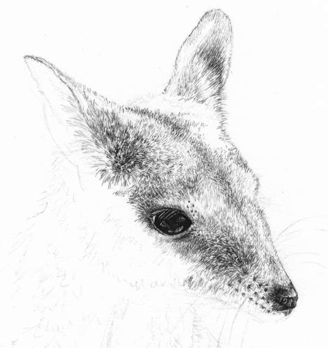 Wallaby Sketch At Explore Collection Of Wallaby Sketch
