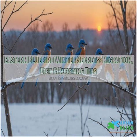 Eastern Bluebird Winter Secrets: Migration, Diet & Roosting Tips